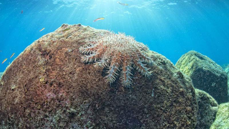 Crown of Thorns Starfish control secured
