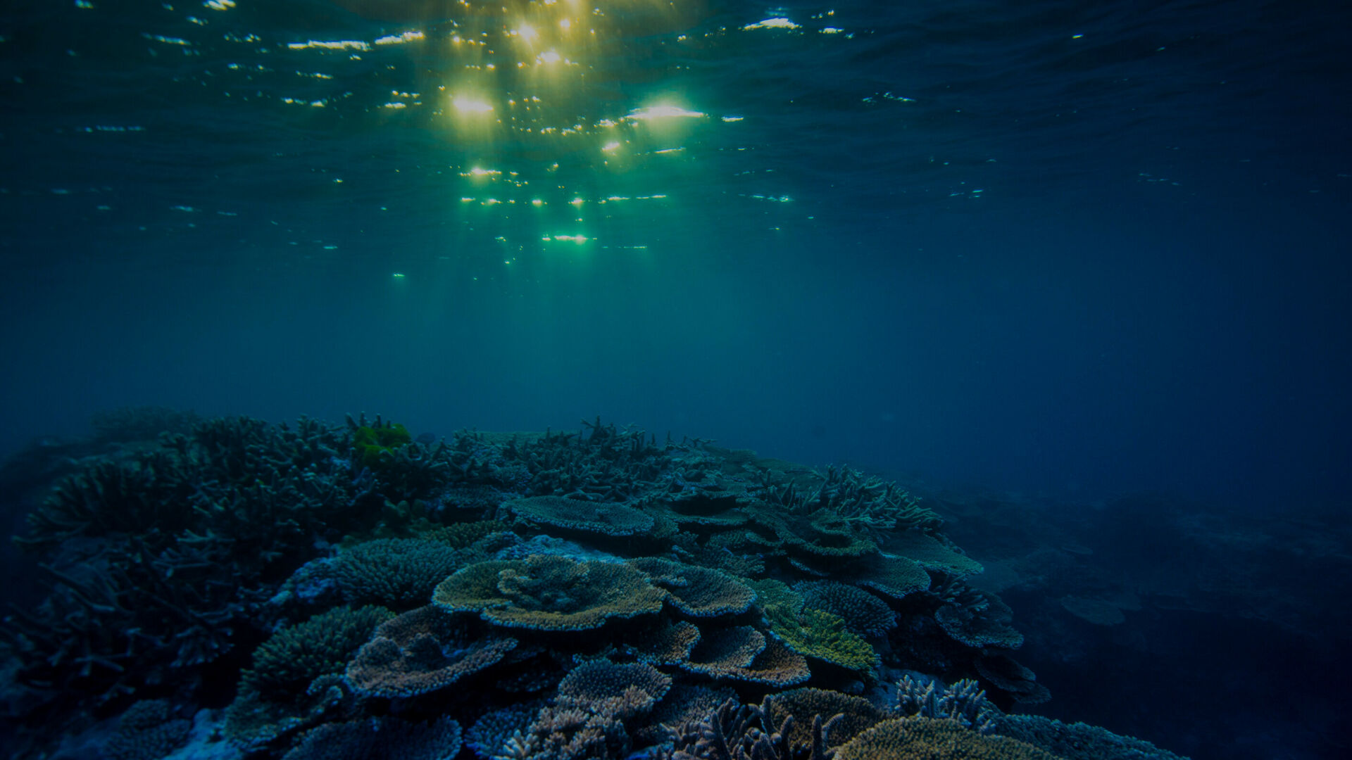 Together we can protect the world’s coral reefs.