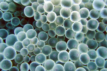 Planting Corals