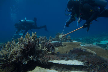 Managing a coral-eating predator