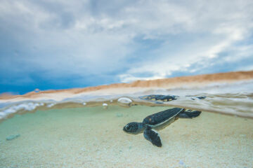 Saving endangered turtles