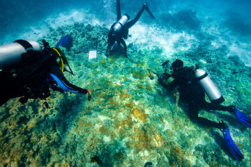 The road to reef recovery