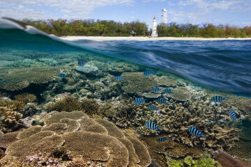 Restoring Reef Island Habitats